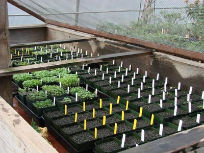cuttings.jpg