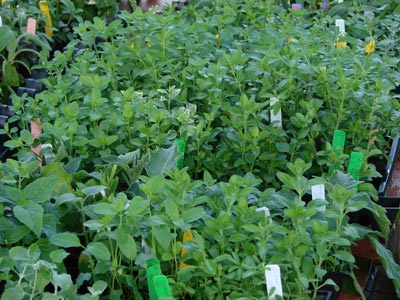 cuttings.jpg
